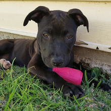 Load image into Gallery viewer, Rubber Can Chew Toy and Treat Dispenser
